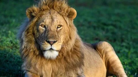 Big leo