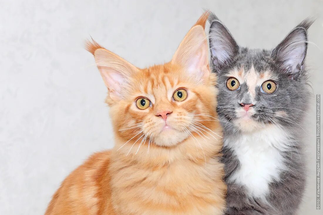 Котята мейн кун неделя. Котята мейн кун неделя
