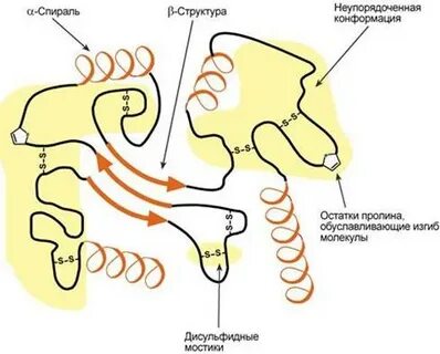 Конфигурация третичной структуры белка