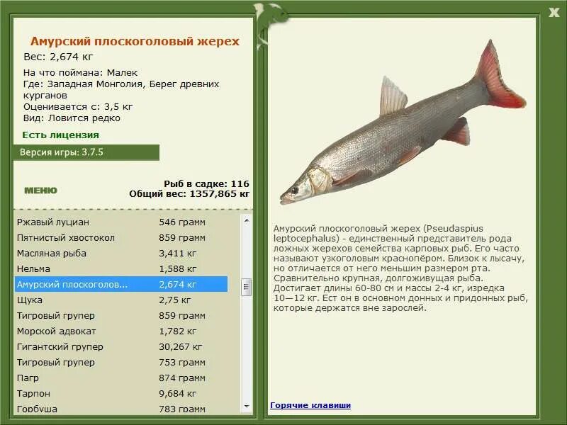 Карповая рыба 3 буквы. Амурский плоскоголовый жерех. Рыба семейства карповых жерех. Рр Западная Монголия щука. Жерех рыба вес.