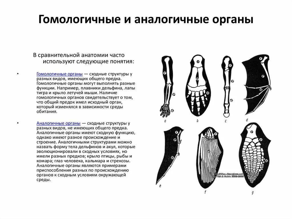 Ласты кита и роющие. Гомологичные органы это биология 11 класс. Гомологичные и аналогичные органы. Аналогичные органы примеры. Строение гомологичных органов.