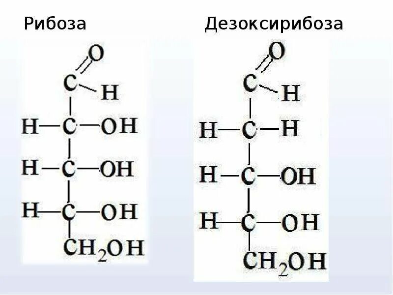 Рибоза серебряное зеркало. Рибоза формула формула. D 2 дезоксирибоза формула. Формулы рибозы и дезоксирибозы в кольчатой и цепной формах. Дезоксирибоза линейная формула.