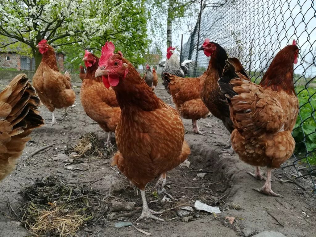 Продаются десятимесячные куры несушки красные и доминант 11 штук. По 500 руб за 