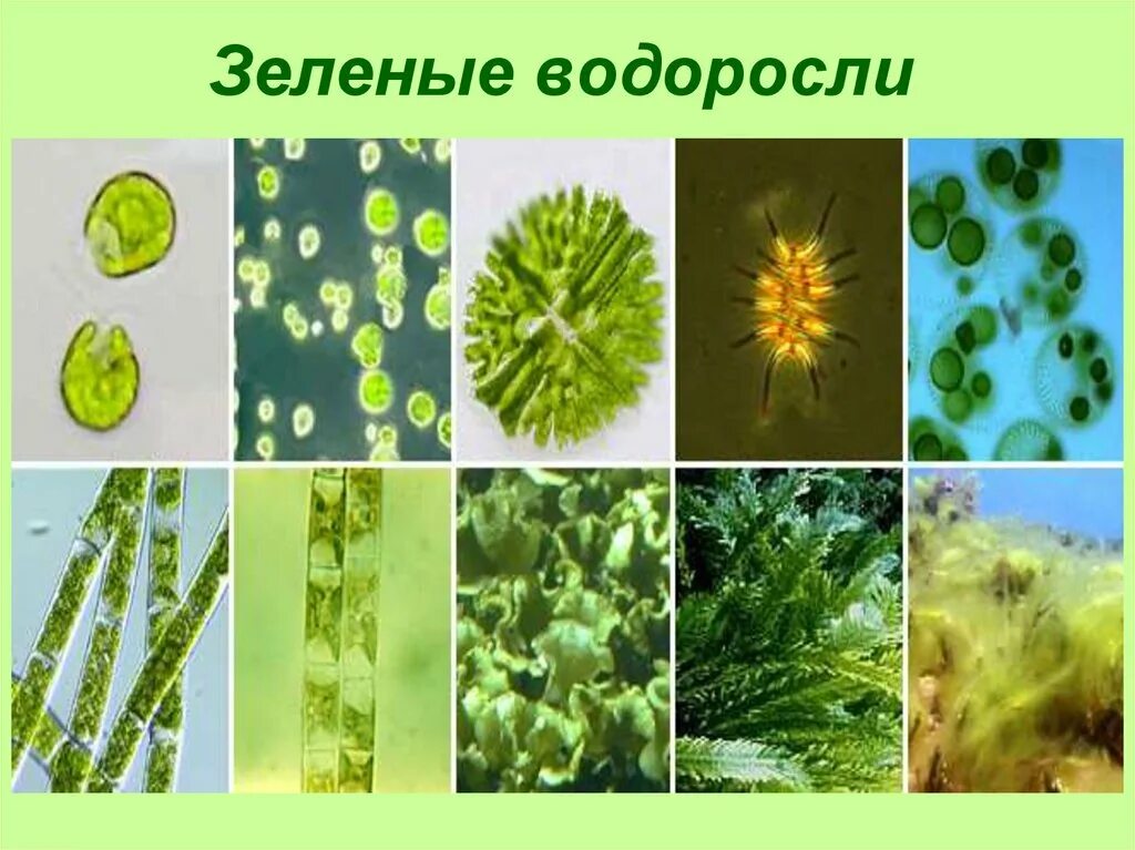 Технология водорослей. Вольвокс кладофора. Хлорелла и улотрикс. Хлорелла и Ульва. Зеленые водоросли спирогира Ульва.