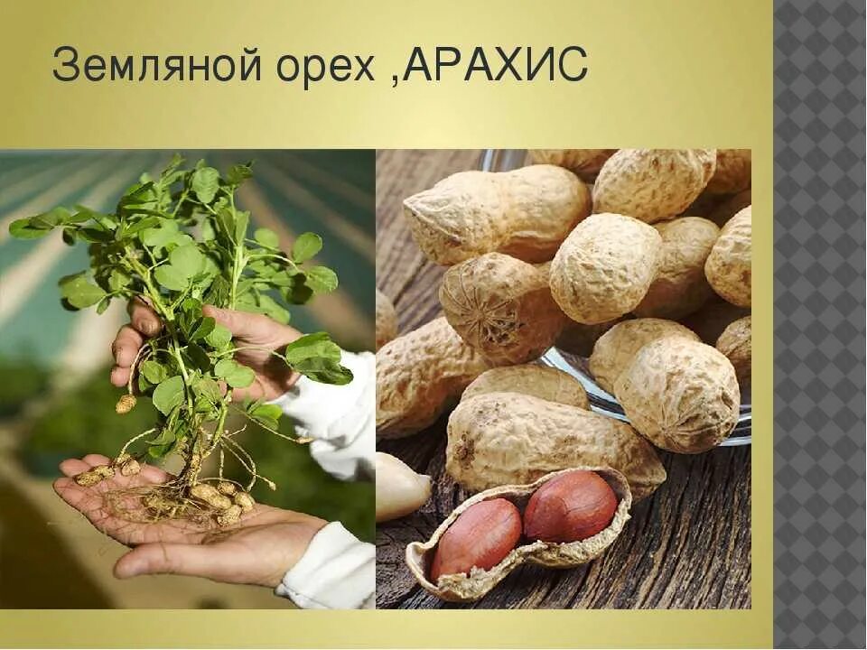Как влияет арахис. Земляной арахис. земляной орех. чем полезен земляной орех. чем полезен арахис.
