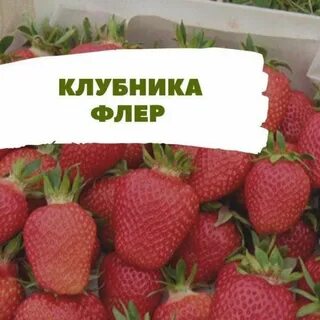 Сад флер