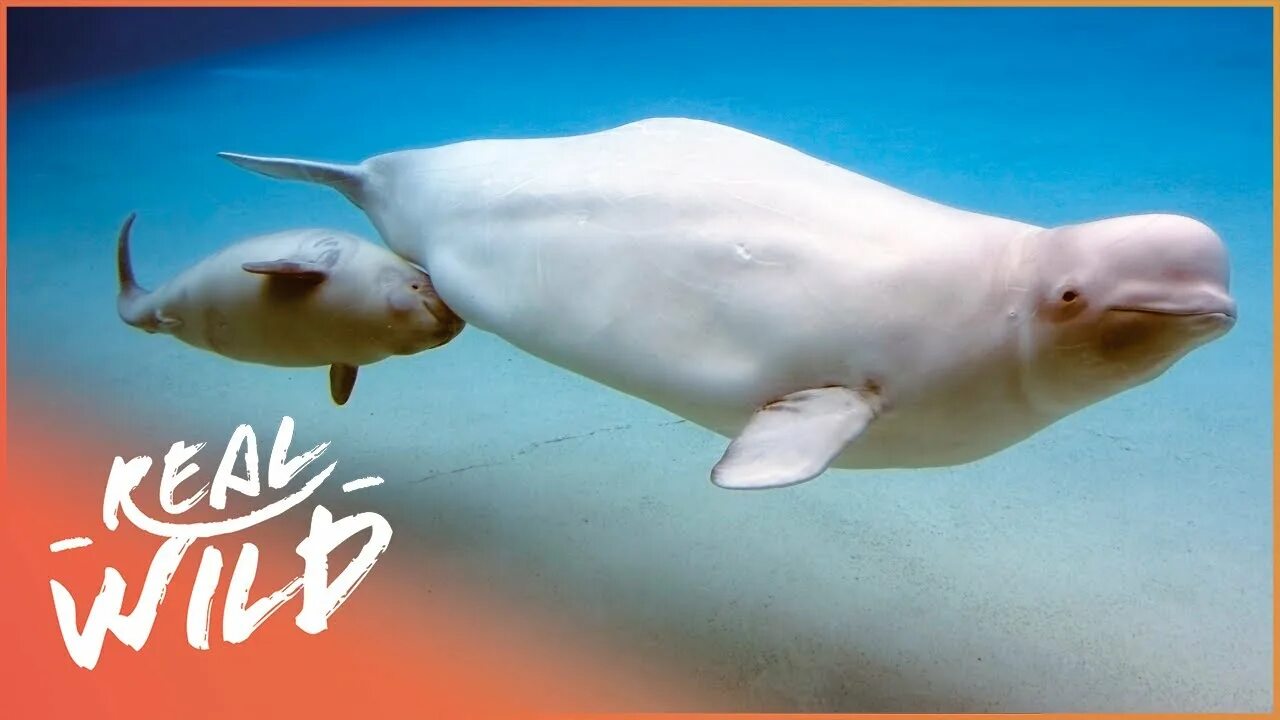Как киты кормят детенышей
