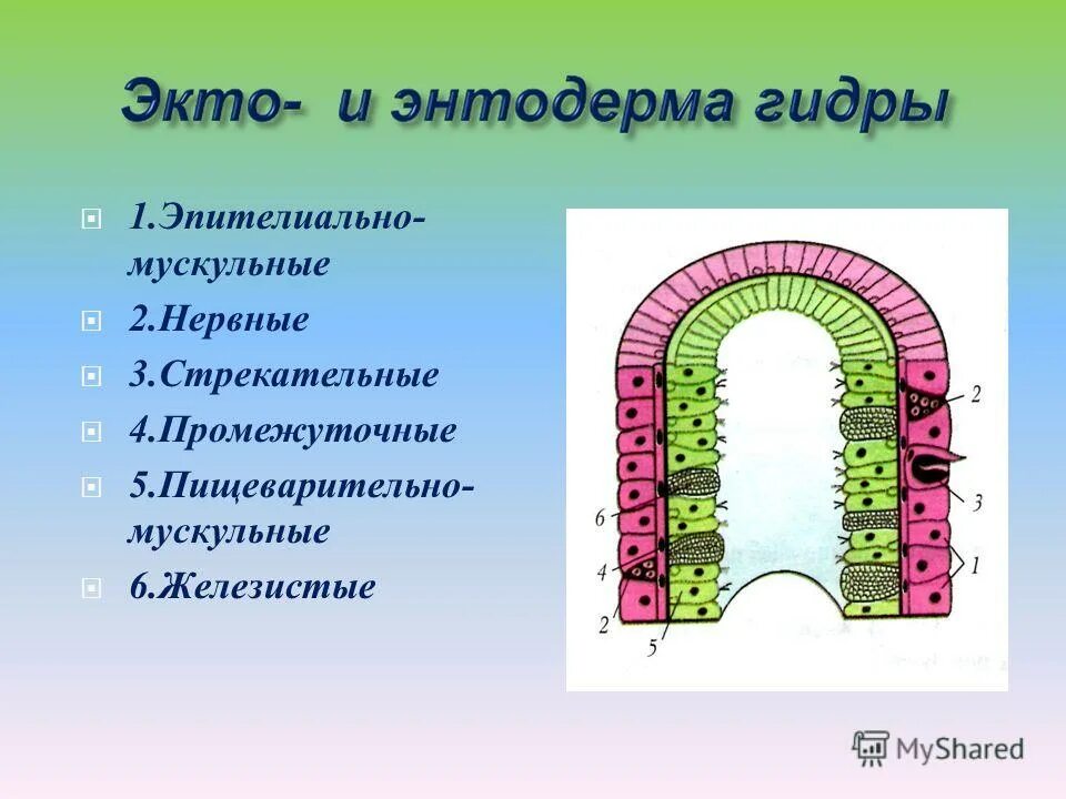 Строение тела клетки животных. Строение тела клетки животных. Строение живой клетки. Схема строения животной клетки 7 класс. Строение тела клетки животных.