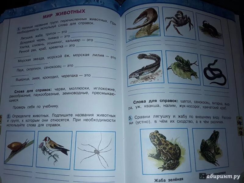 Окр мир стр 58. Мир животных окружающий мир 3 класс рабочая тетрадь. Окружающий мир 3 класс 2 часть. Окружающий мир 3 класс рабочая тетрадь 1 часть мир животных. Мир животных окружающий мир 3 класс рабочая тетрадь ответы.