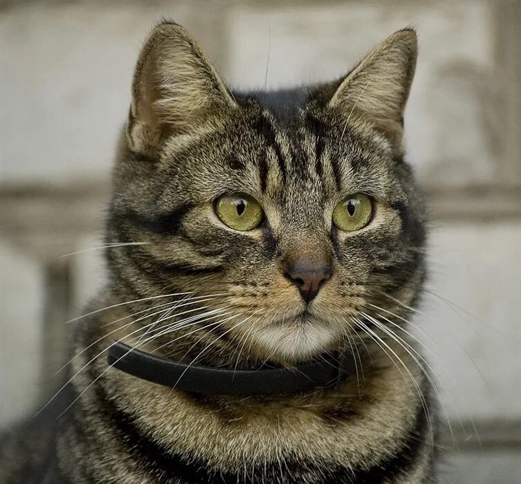 Покажи фотки барсика. Барсик. кошка барсик. кот барсик полосатый. фото кота барсика.