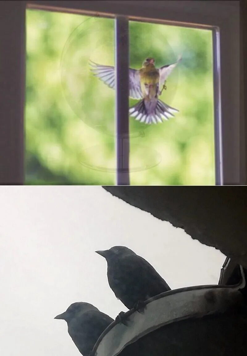 Почему птица бьется. Птицы на окна. Птичка на окошке. Птица ударилась в окно. Птицы которые врезаются в окна.