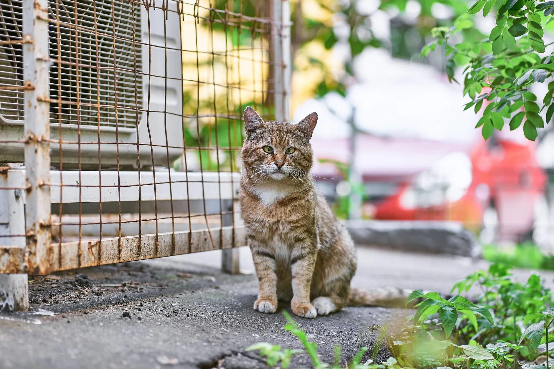 Уличная кошка. Уличные кошки фото. Реклама корма котяра. Роспотребнадзор котик. Hello street cat live