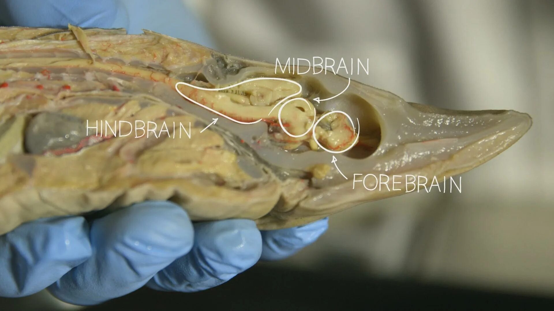 Brain fish. Мозги рыбы.