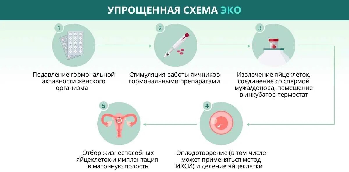 Схема экстракорпорального оплодотворения. Этапы искусственной инсеминации. Эко метод оплодотворения. Эко оплодотворение схема. Этапы эко по дням