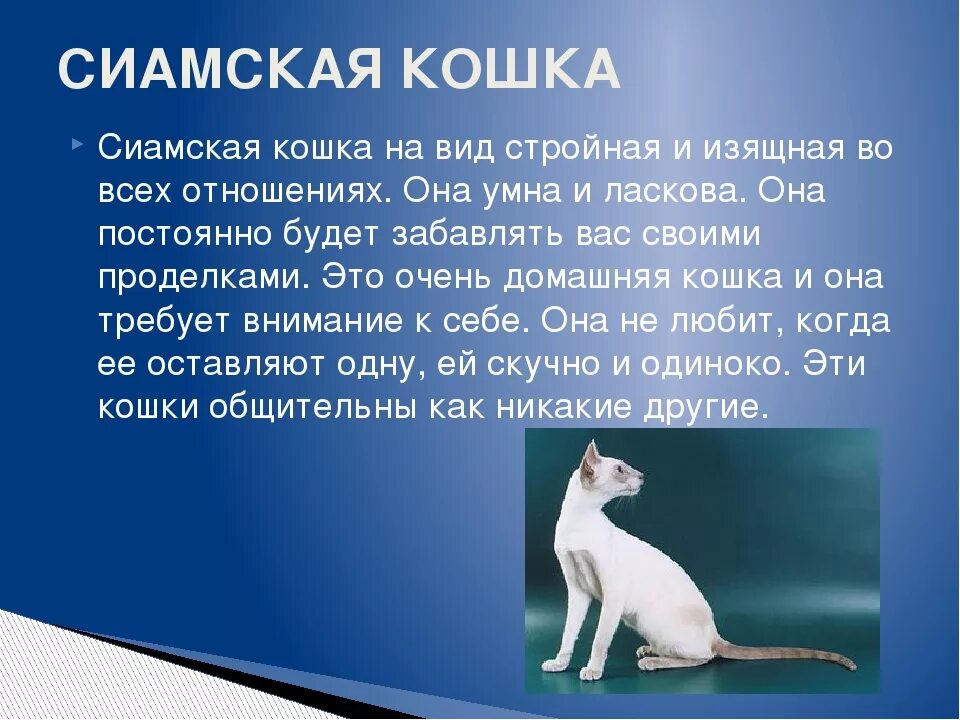 Сиамская кошка описание. Рассказ о сиамской кошке. Проект сиамские кошки. Сиамская кошка описание породы.