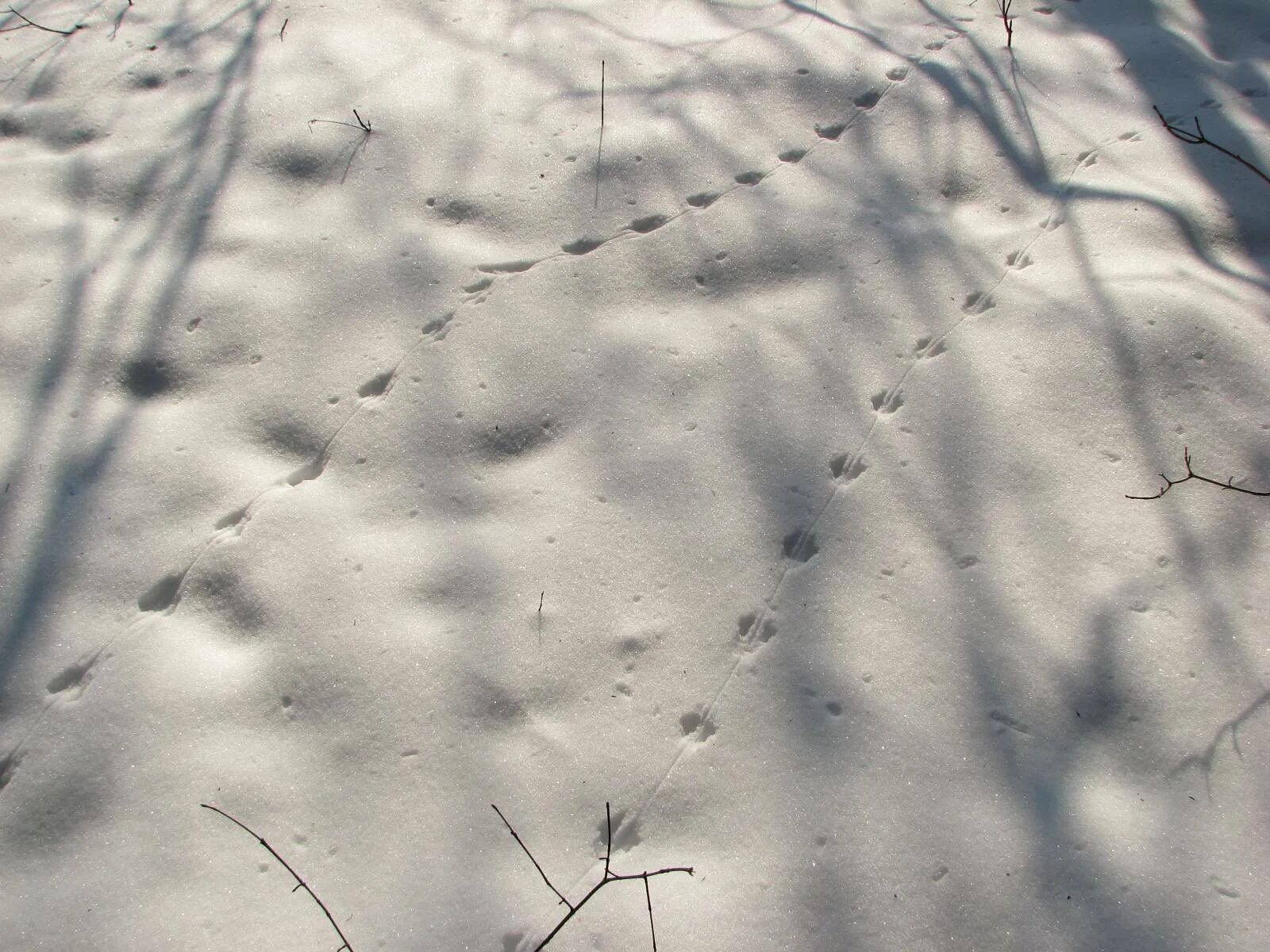 Отпечатки крысиных лап. Мышка-полёвка след на снегу. Следы полевки. Следы полевки на снегу. Следы мыши полевки на снегу.