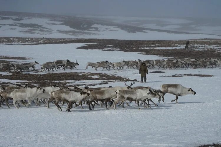 Звуки тундры. Чукотский автономный округ оленеводство. Оленеводы Чукотки. Анадырь оленеводство. Чукчи оленеводы.