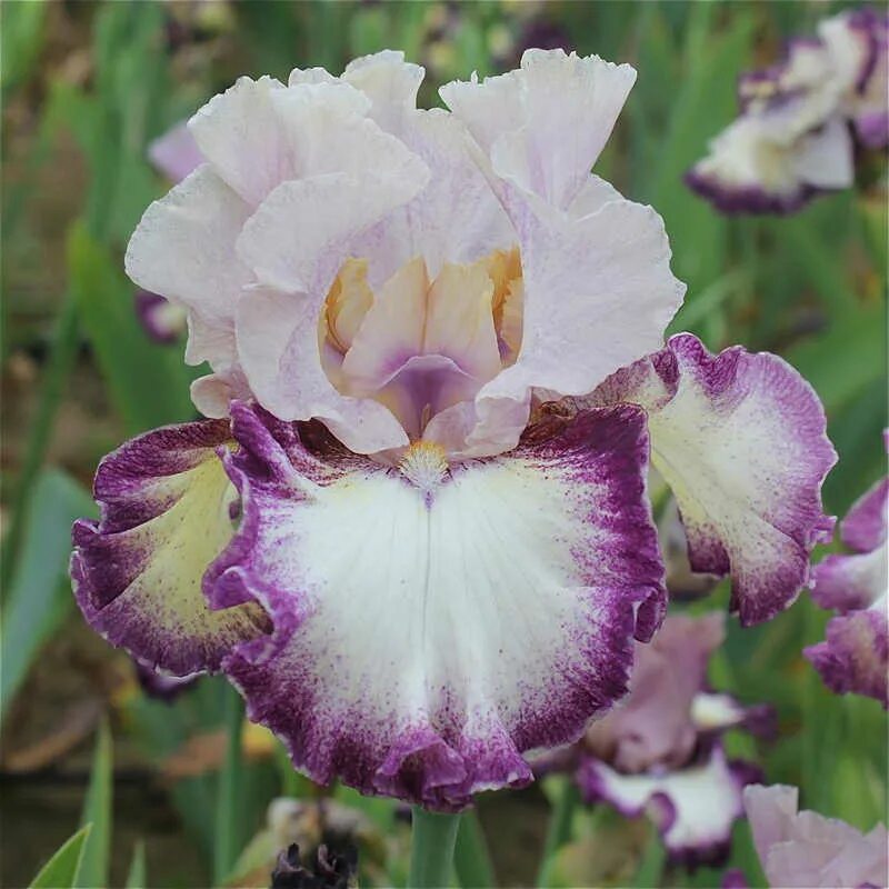 Ирис титаник глори. Ирис ирисыч. Ф. Ирис бородатый platinum passion. Ирис чародейка.