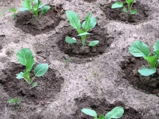 Посадка капусты. Капуста как сажать в открытый грунт. Как правильно садить капусту. Савойская капуста рассада. Рассада капусты на грядке.