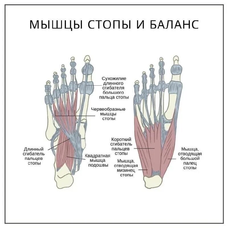 Длинный сгибатель стопы. Строение стопы мышцы. Мышца сгибатель большого пальца стопы. Сухожилия сгибателей пальцев стопы анатомия. Мышцы подошвы стопы анатомия.