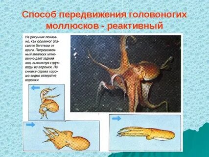 Движение моллюсков