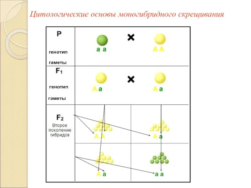 Моногибридным называется скрещивание двух. Схема моногибридного скрещивания. цитологические основы моногогибридного скрещивания. моногибридное скрещивание таблица. моногибридное скрещивание чистых линий.