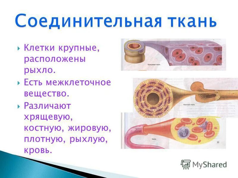 в каких тканях хорошо развито межклеточное вещество