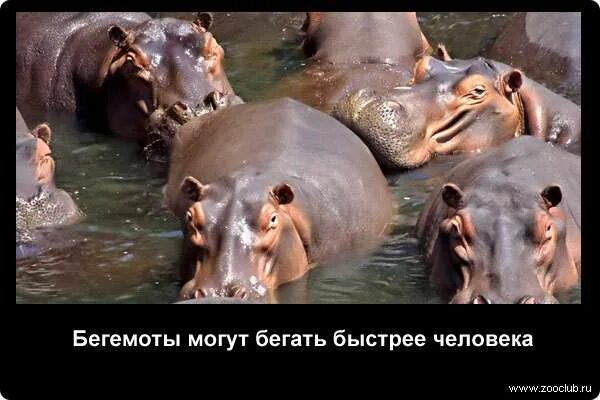 Карликовый бегемот размеры. Интересные факты о бегемотах. Гиппопотам интересные факты. Факты о бегемотах. 5 интересных фактов про бегемота.