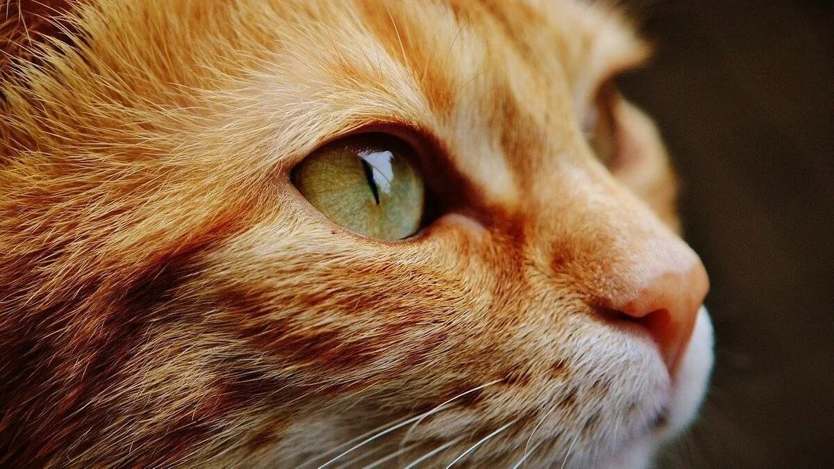Что такое рыжий кот. Морда кота. рыжий котик. рыжая кошка. морда рыжего кота.