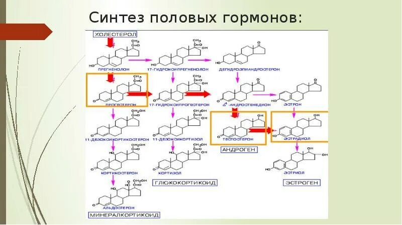 Участвуют в синтезе гормонов. Схема синтеза половых гормонов. Схема синтеза стероидных гормонов биохимия. Схема синтеза стероидных гормонов. Схема стероидных гормонов.