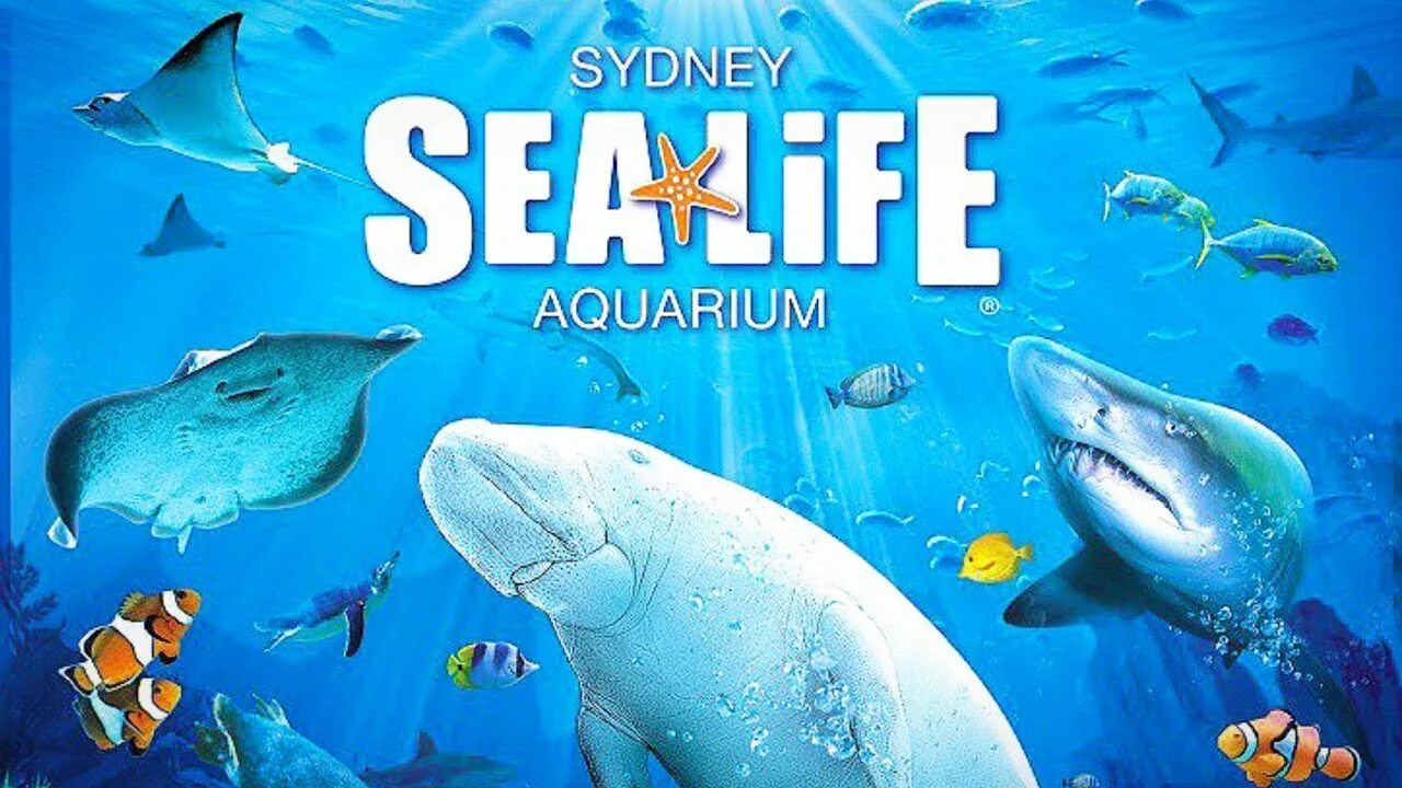 Отзыв sea life. Сиднейский аквариум. Сиднейский аквариум Сидней. Аквариум си лайф Сидней. Аквариум Sea Life утконосы.