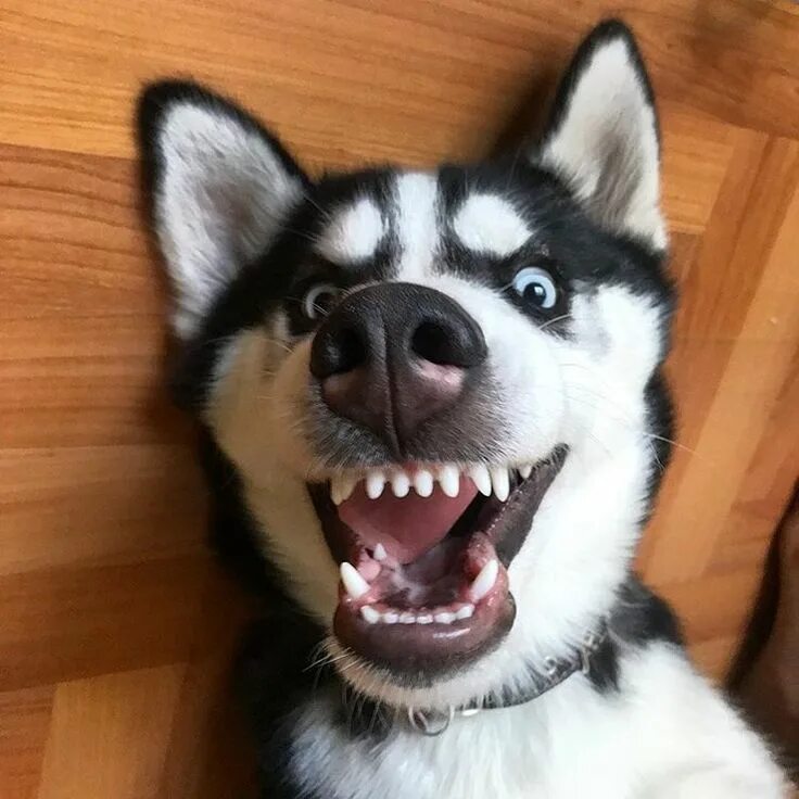 Pin by Võ Nhi on hút cần Animals, Huskies funny faces, Funny animals