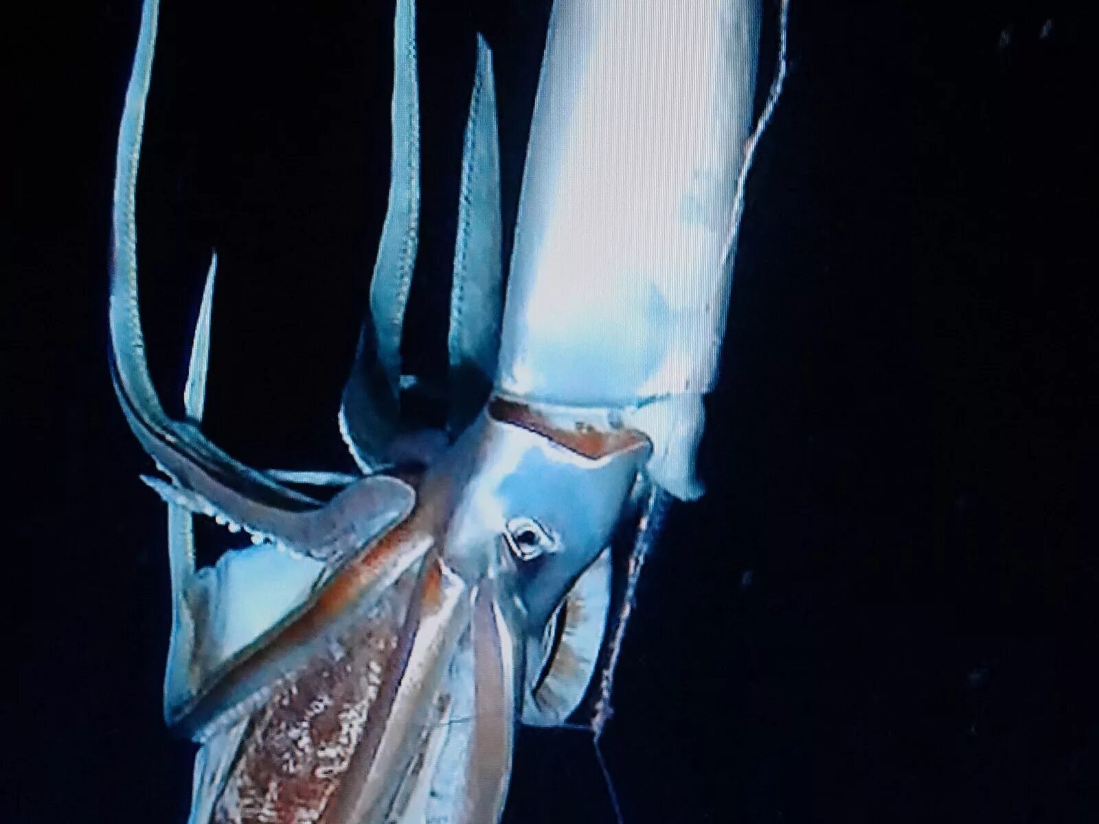 Гигантский кальмар Архитеутис. Антарктический глубоководный кальмар. Игра в кальмара стекло