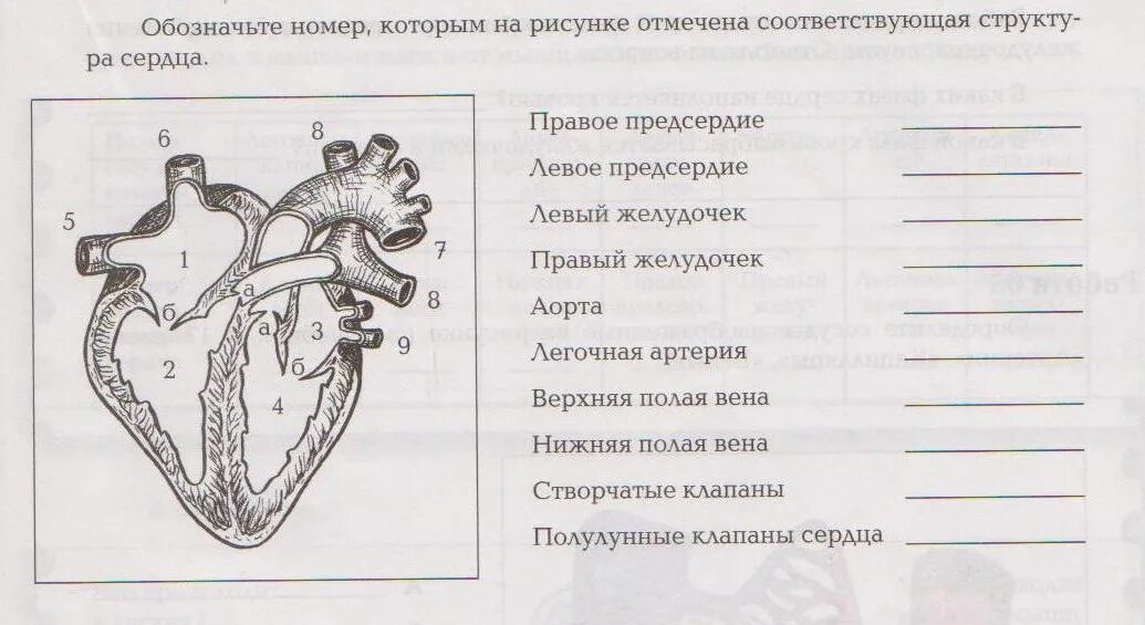 Выберите три верные подписи к рисунку. Проверочная работа строение сердца. Строение сердца тест. Левое предсердие рисунок. Тест по теме:"строение сердца".