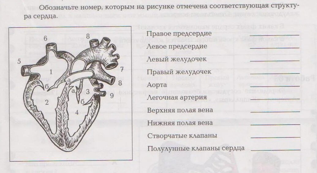 Строение сердца тест рисунок. Проверочная работа строение сердца. Тесты на тему строение сердца. Строение сердца человека биология. Кровеносная система биология 8 класс контрольная