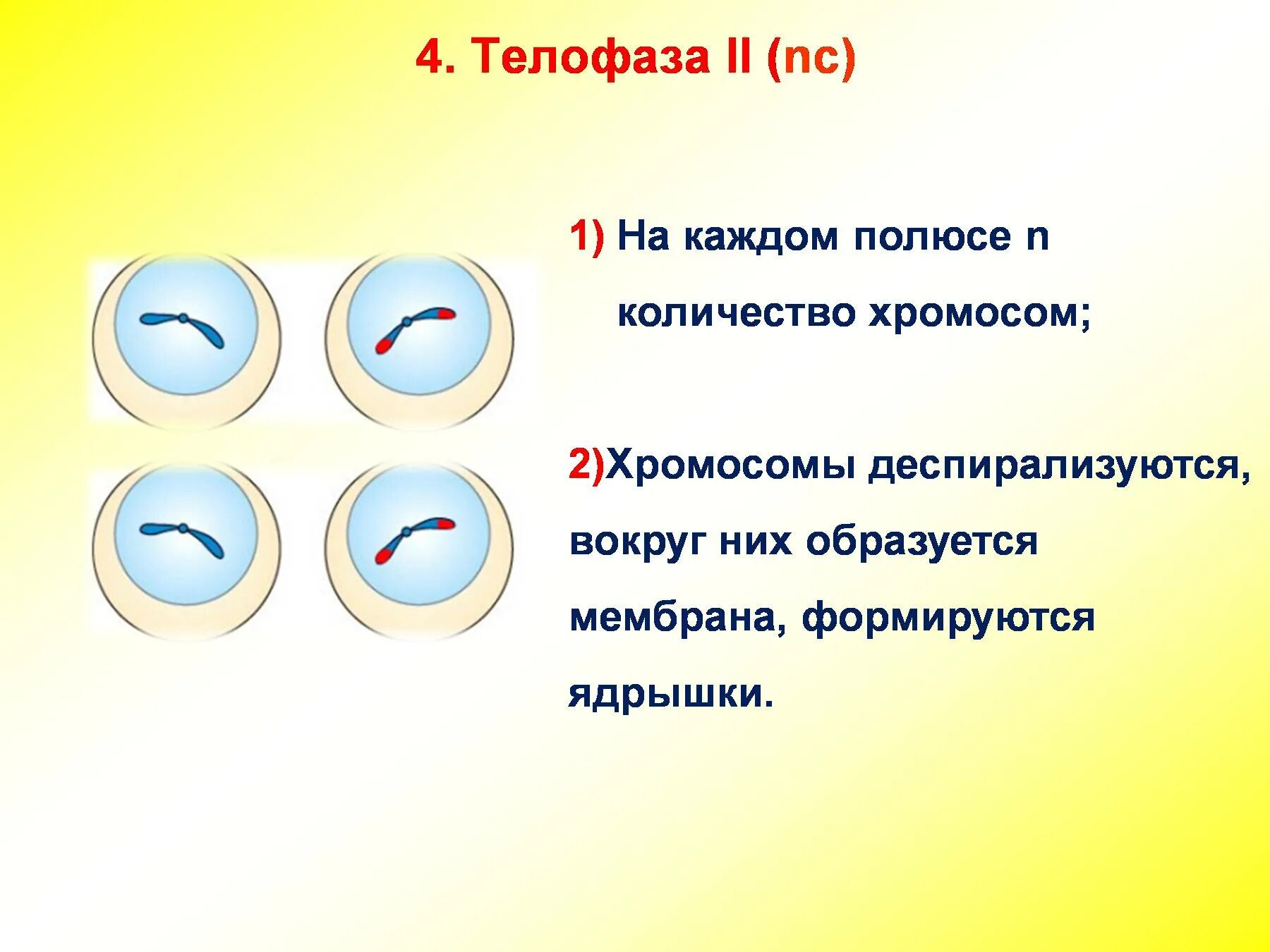 Телофаза 2 мейоза рисунок. Мейоз 2 телофаза 2. Телофаза 2 деления мейоза. Телофазы мейоза II набор. После окончания мейоза