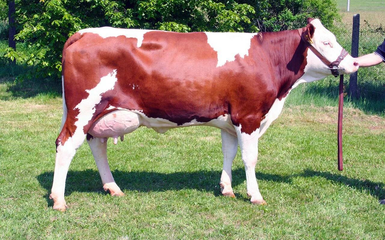 Порода коров красной масти