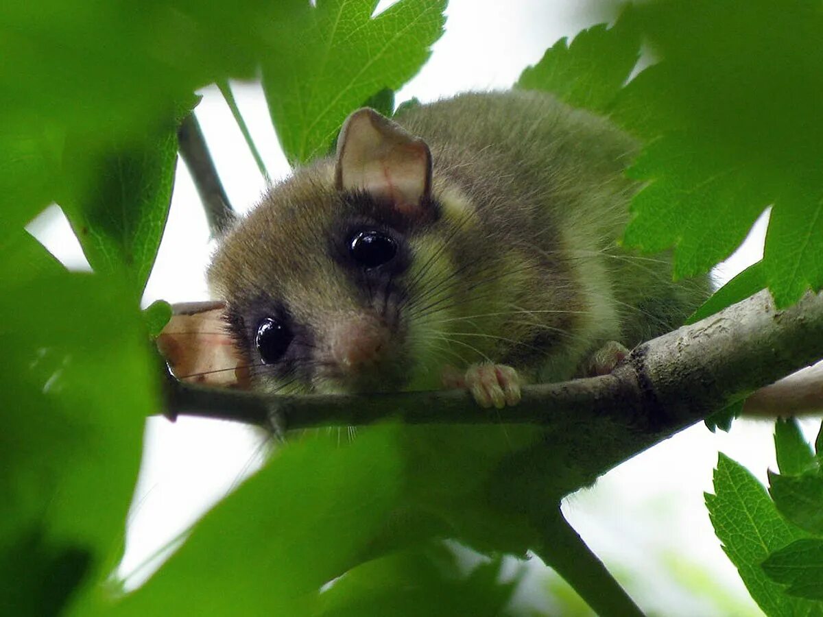 Зверек орешниковая соня. Соня лесная dryomys nitedula (pallas, 1778). Орешниковая соня. Соня-полчок. Соня полчок животное.