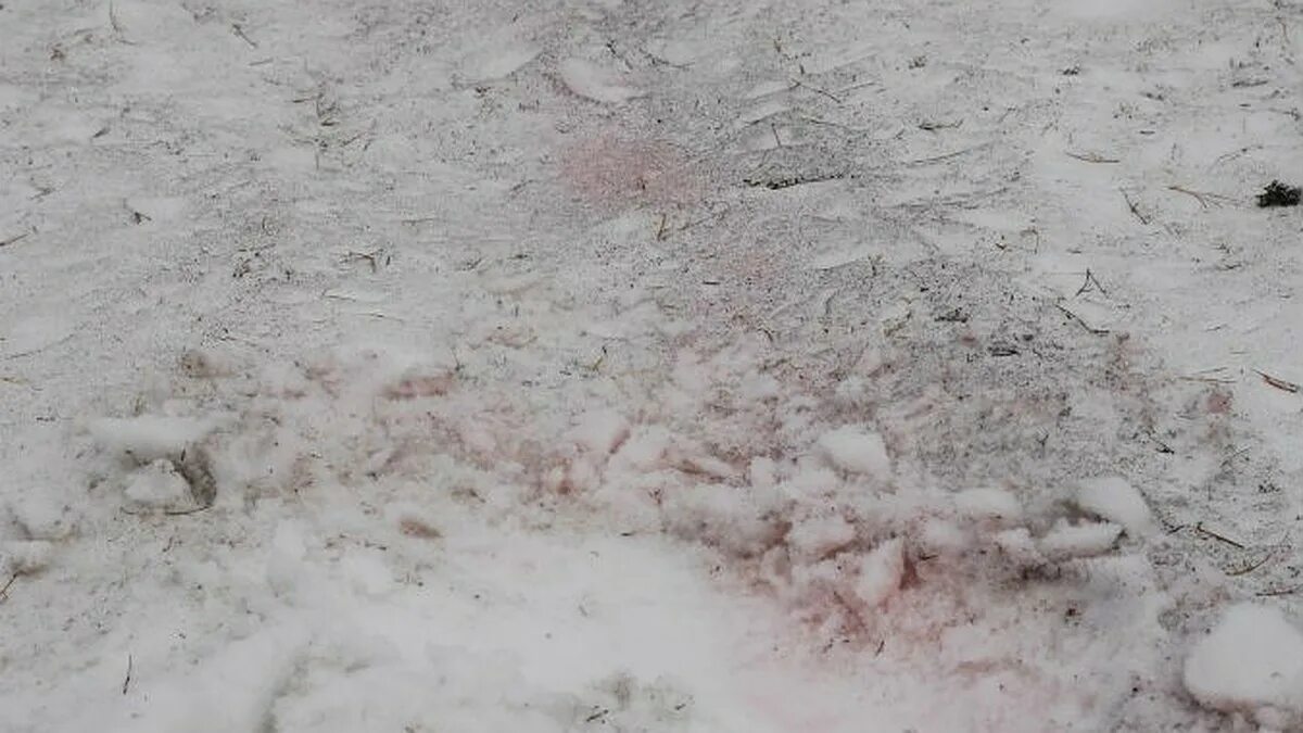 Розовый снег собаки. Красный снег хламидомонада. Розовый снег. Красный снег в горах. Розовый снег в горах.