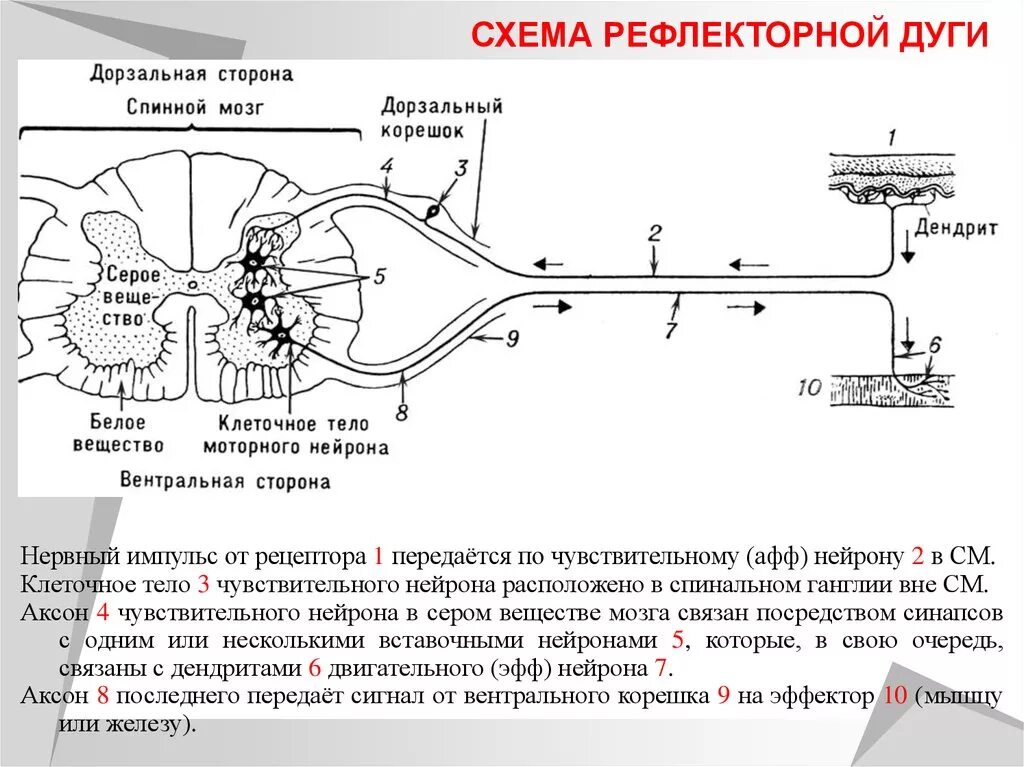 Двигательный центр спинного мозга. Строение рефлекторной дуги спинного мозга. Схема рефлекторных дуг спинного мозга. Схема рефлекторной дуги спинного мозга. Спинномозговая трехнейронная рефлекторная дуга.