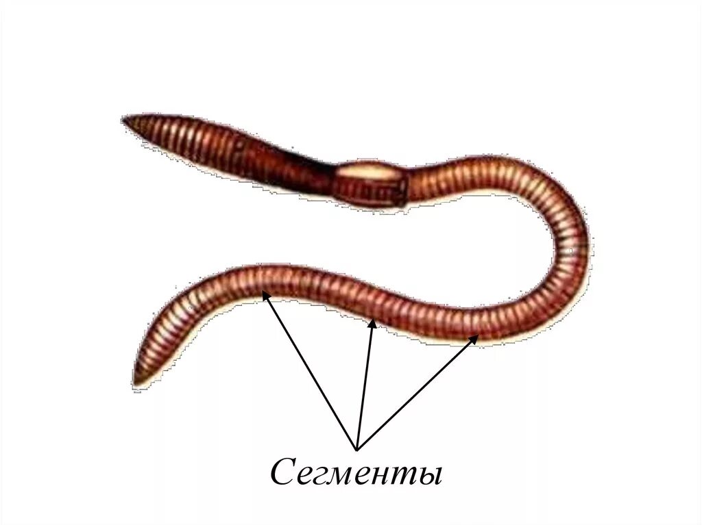 Сегментированные черви