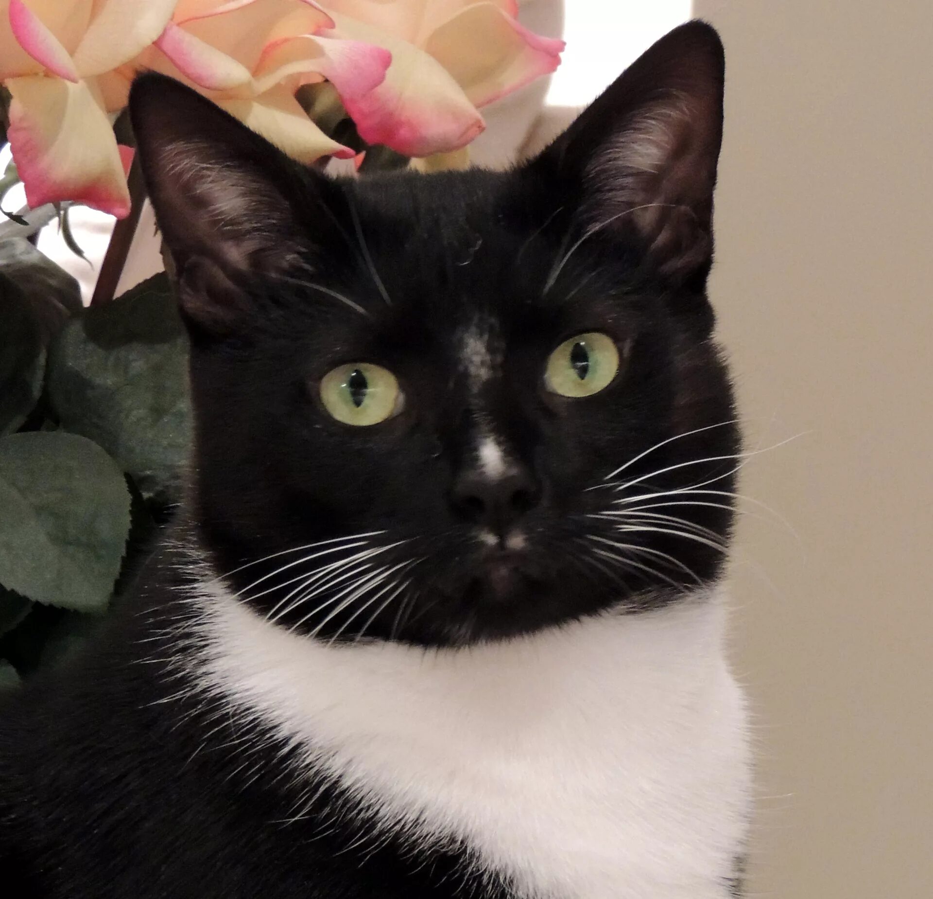 Tuxedo cat. Такседо кошка. порода тукседо. tuxedo порода кошек. такседо кот порода.