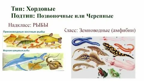 Черепные позвоночные
