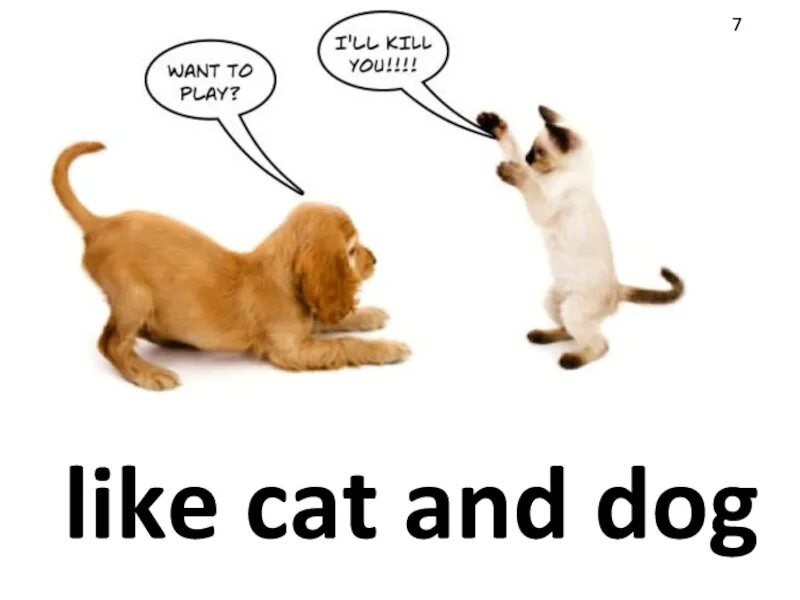 Кошки против собак. Джек рассел и кошка. I don't like dogs. Кот с собаками мем. Do cats like dogs.