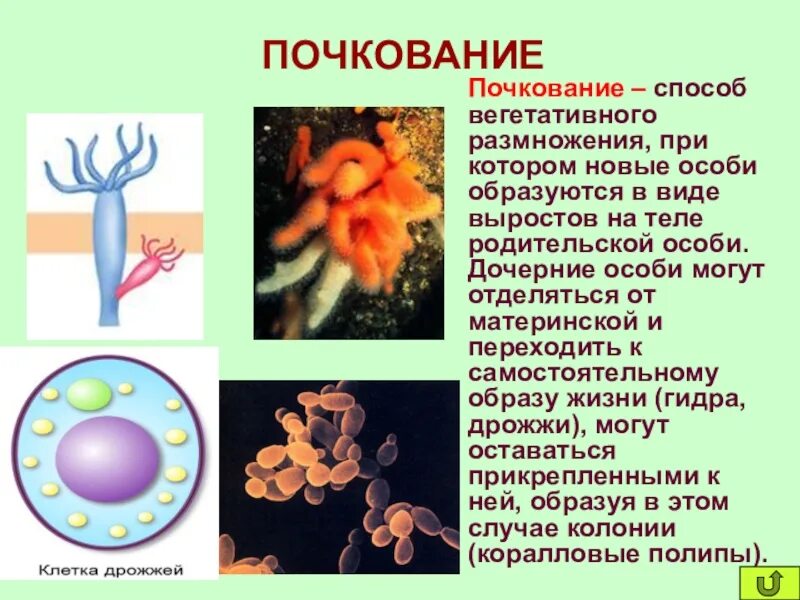 Почкование какой способ размножения. Почкование это в биологии кратко. почкование размножение это в биологии. почкование размножение характеристика. почковое размножение пример.