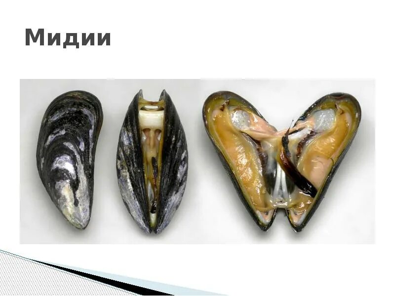Мидия какой класс