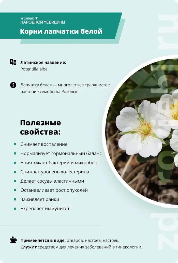 Лапчатка как пить. Лечебная лапчатка белая. лапчатка белая пятипалая. лапчатка белая для щитовидной железы. лектрава лапчатка белая.