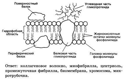 Поверхностный белок