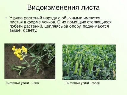Лист растений презентация
