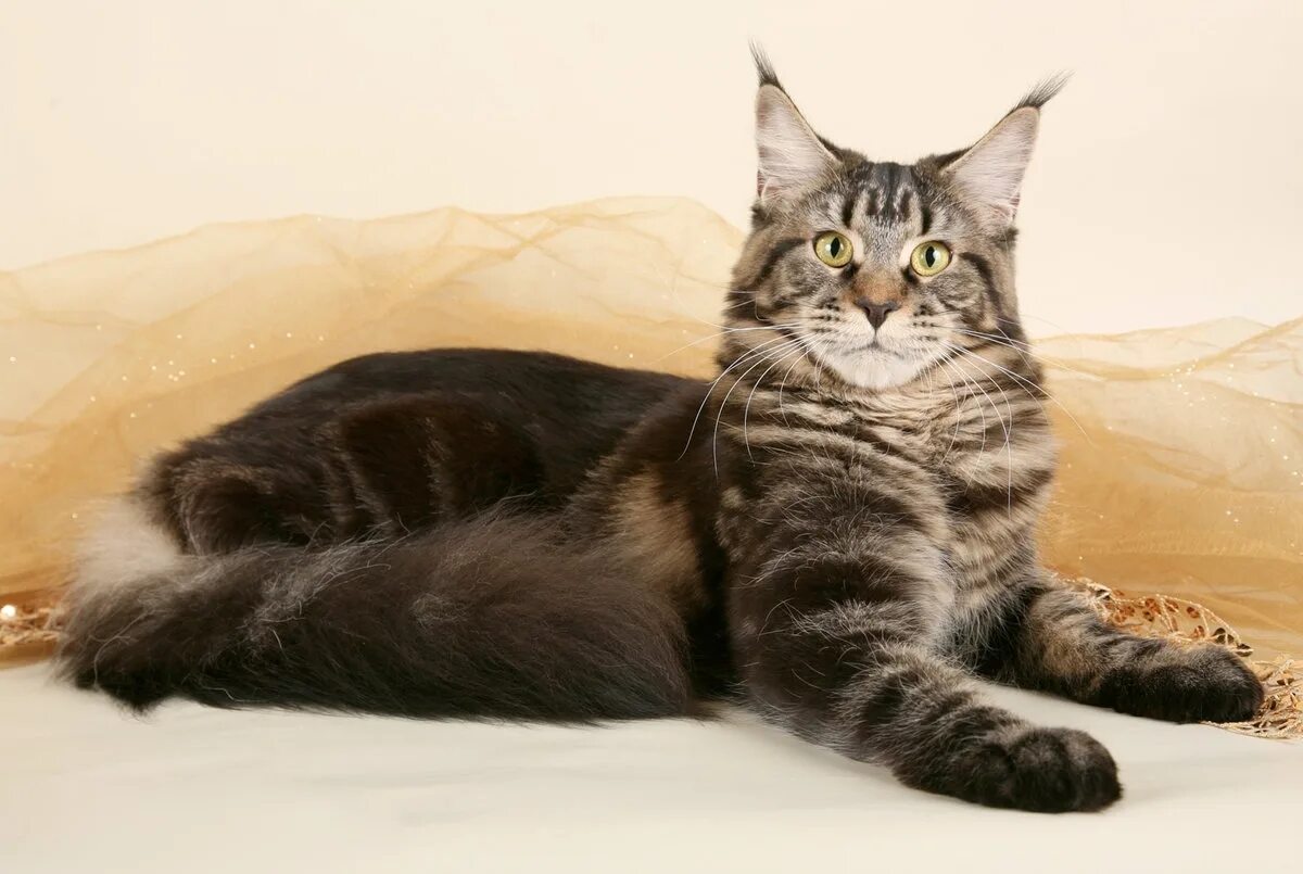 Манкун коты